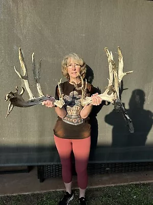 Massive Freak 300” Class Whitetail Cut Off Shed Antler Horn Deer Mount Taxidermy • $299.94