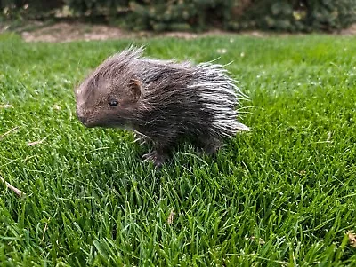 Beautiful Super Rare Baby African Porcupine Lifesize Taxidermy • $1500