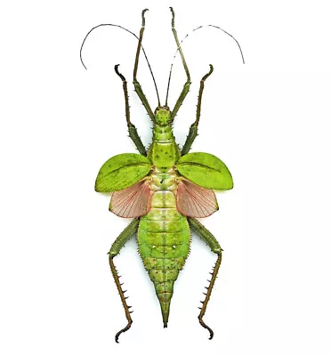 £18.04 • Buy Real Huge Heteropteryx Dilatata Jungle Nymph Walking Stick Insect Unmounted USA