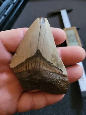 Megalodon Shark Tooth Fossil • £35