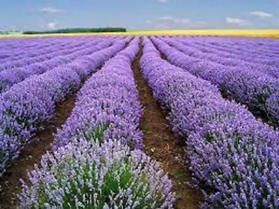 Premium Vera Lavender - Fresh Organic Heirloom Seed - Buy Any 3 Var 20% Off! • $3.99