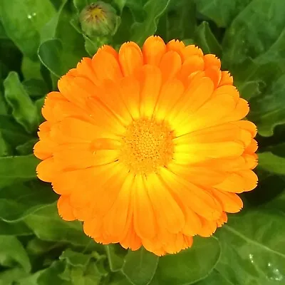 Calendula Pacific Beauty Persimmon 1000 Seeds +4  FREE REUSABLE PLANT LABEL • £0.99
