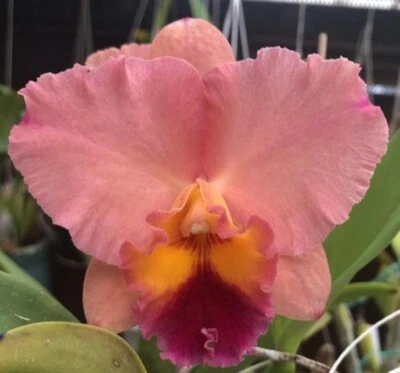 $11 • Buy Cattleya Mericlone Seedling Plant.....Slc.Final Touch  Mendenhall 
