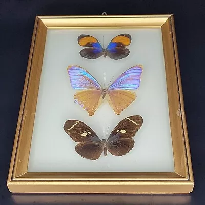 Vintage Wood Framed Butterfly Taxidermy Bubble Convex Glass 8 X6 . • $49