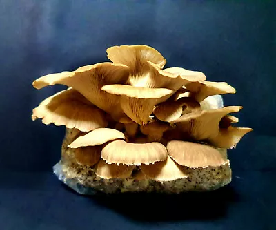Phoenix Oyster Commercial Mushroom Liquid Culture 20ml | Rootlab   • $15