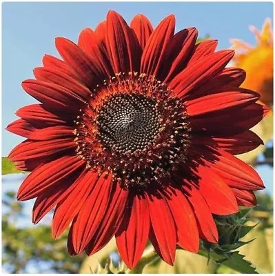 Giant Red Sunflower Seeds Helianthus Annuus Flower Seeds Red Sun Garden Flower • £3.40