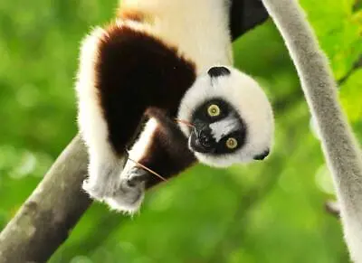 LEMUR GLOSSY POSTER PICTURE PHOTO PRINT Madagascar Primates Eyes Monkey 4814 • $14.99