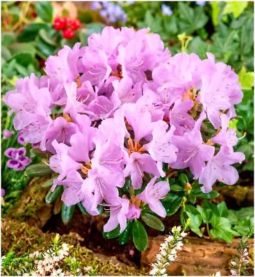 Dwarf Rhododendron Japonica 'Snipe' | Evergreen Shrub | Pot Plant • £8.99