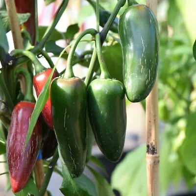 Jalapeño Chilli Pepper Seeds Capsicum Annuum • £2.25