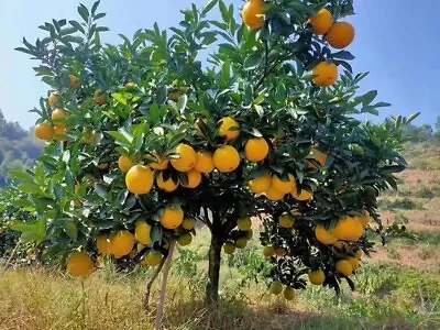 23 Sweet Orange Tree Seeds • $6.69