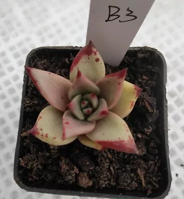 Echeveria Agavoides Yellow Ebony Hybird 5cm Diameter Succulent • $20