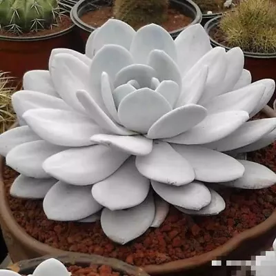 Echeveria Lauiwhite One Plant Only 4cm Diameter2 Years Old • $20