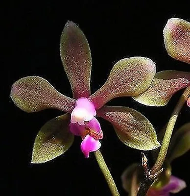 Phalaenopsis Braceana Miniature Fragrant Orchid Plant BLOOMING + PHYTO Certifica • $45