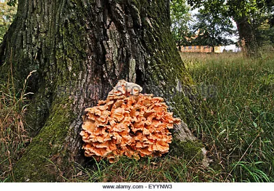 25 X Organic Chicken Of The Woods Mushroom Plugs-Grow Mushrooms On Logs! • $5.99