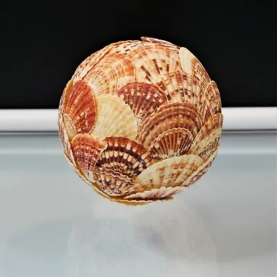 Pectin Seashell Ball Tropical Beach Coastal Display Decor Large 19  Diameter • $30.99