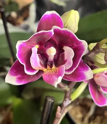 Phalaenopsis Mini (2-eye Peloric) “younghome Chocolate 5149” 1 Spike • $25