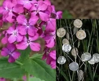 Money Plant Seeds Lunaria Annua Violet  50+ Seeds BUY 4 GET FREE  SHIPPING • $0.99