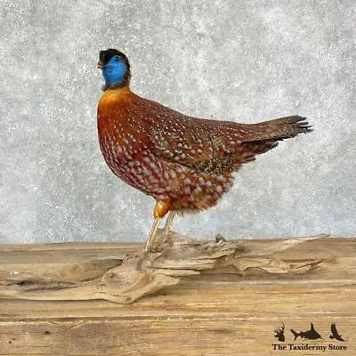 #24719 P | Temminck's Tragopan Pheasant Standing Taxidermy Bird Mount - Quail... • $1095