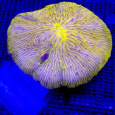 RARE Neon Orange Diaseris Plate Coral WYSIWYG IC 3223 • $348