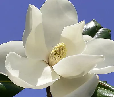 MAGNOLIA GRANDIFLORA  Exotic Flowering Tree FRAGRANT FLOWER Rare Seed 50 Seeds • $19.95