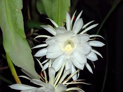 5 Cuttings × 6” Epiphyllum Oxypetalum (Queen Of The Night Orchid Cactus) • $9.85