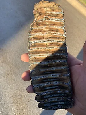 Fossil Wooly Mammoth Tooth Pleistocene Era From Yakutia Siberia • $250