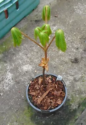 Horse Chestnut Tree Seedling Grow Your Own Conker Tree 1 Litre Pot • £5