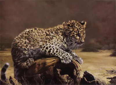 African Leopard Cub By Charles Frace Kitten Cat Animal Wildlife Paper Art Print  • $34.99