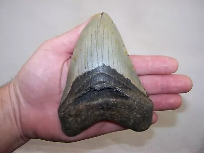 5.49  MEGALODON Fossil Shark Tooth Teeth / 12.6 Oz /NO RESTORATION /Not Dinosaur • $99