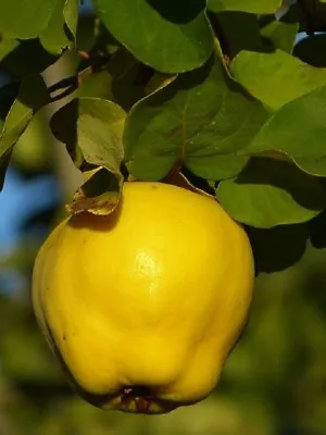 Giant Quince Tree 5-Finest Seeds / Very Delicious Aromatic & Juicy / UK Seller • £1.85