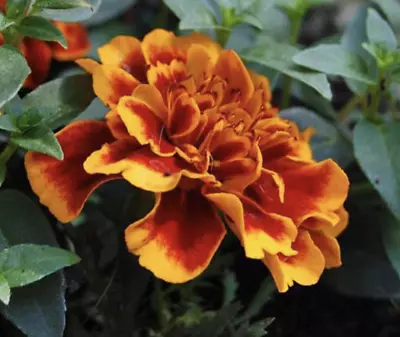 French Marigold Seeds 'Fiesta' - Annual Flower Plants - Organic RAW SEEDS • $4.99