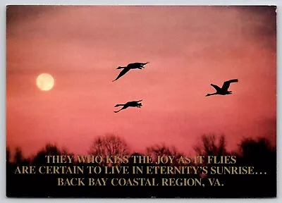 Postcard VA Virginia Beach Swans Over Bay Coastal Region  • $4.35