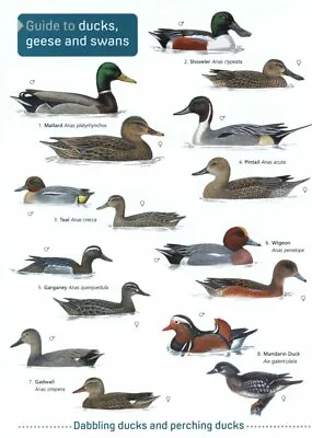 £4.95 • Buy Field Guide To Ducks, Geese And Swans Laminated Bird Identification Chart Poster