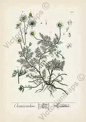 German Chamomile Flower Plant Antique Botanical Engraving 1737 Art Print Poster • £14.30