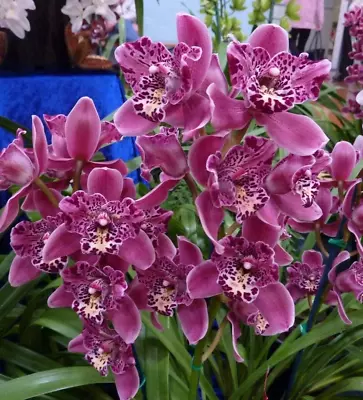 $40 • Buy Cymbidium Orchid - Strathdon ‘Cooksbridge Fantasy'
