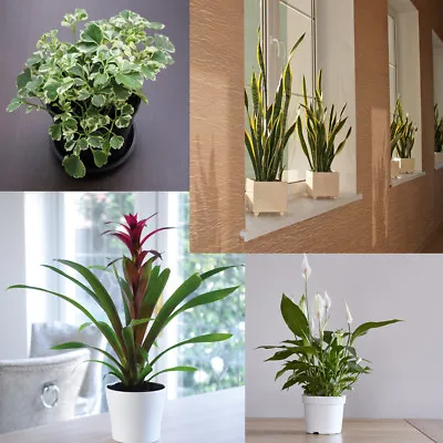 T&M Evergreen Indoor Garden House Plants Pot Trees High Quality Large Plants • £29.99
