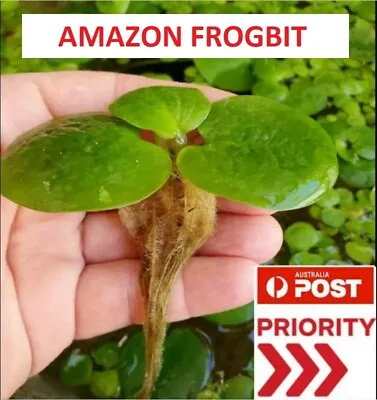 2 Established & 15 Young Healthy Amazon Frogbit Water Plants  Aquarium / Pond • $16