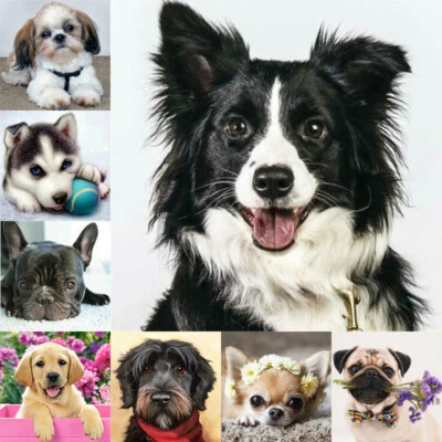 $12.99 • Buy DIY 5D Diamond Painting Arts Full Drill Embroidery Cross Stitch Kits Decor Dog