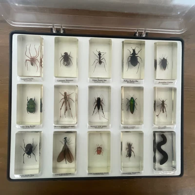 £26.50 • Buy 🐜 National Geographic 15 Real Life Bugs And Insects In Resin Mixed Lot! …..