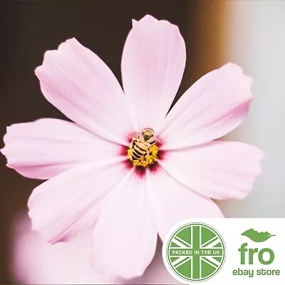 Flower - Pink Cosmos - 450 Seeds - Pinkie - FREE DELIVERY • £2.99