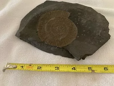 Dactylioceras Ammonite From Holmaden Germany Jurassic 185 MYO • $25