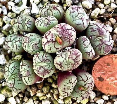 Mesembs Plant--Conophytum Minimum  Scitulum  - Nice Large Clump! • $45.99