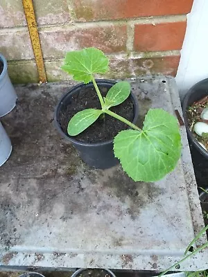 Courgette Zucchini Plant In 13cm Pot Approx. Yellow Fruit • £3.29