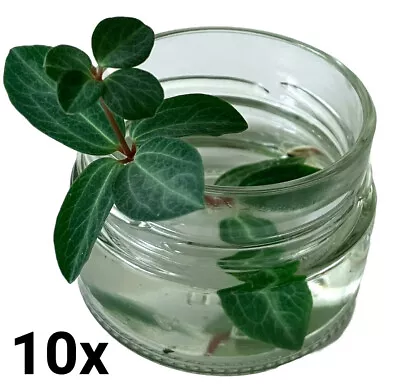 Glass Vase Clear Round Bud Wedding Jar Florist Propagation Terrarium Hydroponic • £14.49