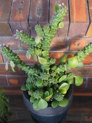 Monadenium Ritchiei ** Euphorbia * Pink Flowers * Succulent Plant Established • $10