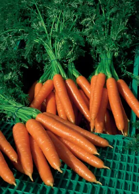 Carrot Plug Plants  Grow Your Own  Vegetables **LETTERBOX FRIENDLY** • £11.49