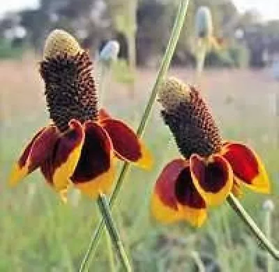 Mexican Hat Flower 100 Fresh Seeds Free Usa Shipping  • $1.49