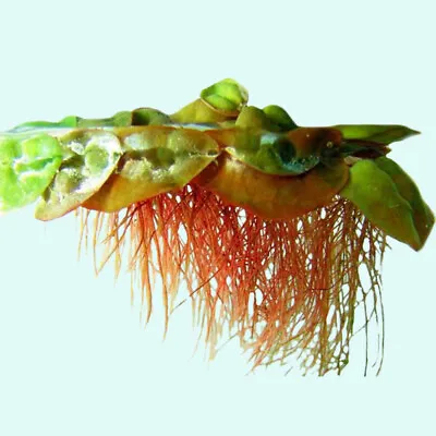 BUY 2 GET 1 FREE Red Root Floater (Phyllanthus Fluitans) Live Aquarium Plants • $13.79