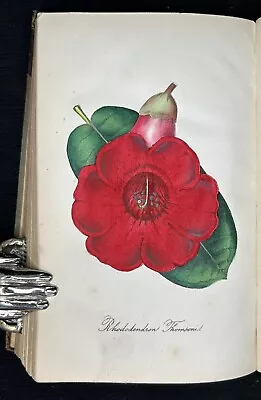 1854 HARRISON  Floricultural Cabinet & Florists Magazine Hand Colour Plates • £4.99