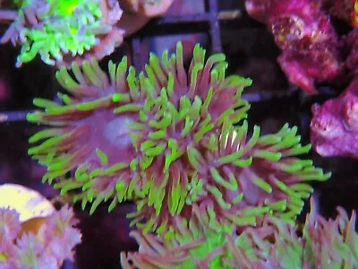 Duncan Coral 4 Heads Marine Aquarium LPs Hard Coral • £20